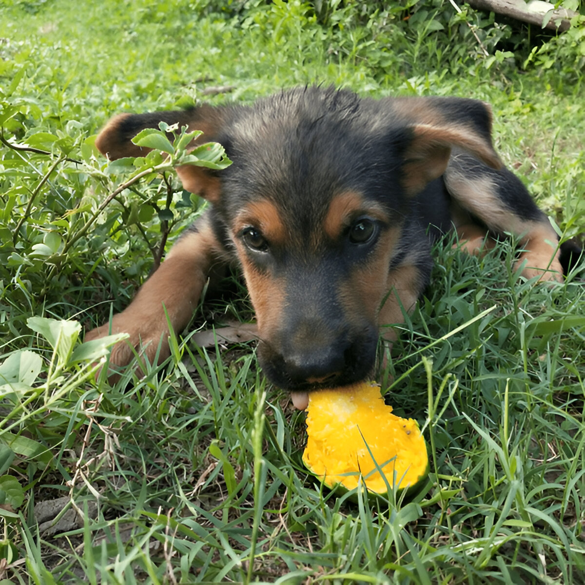 Cachorro Comendo Manga