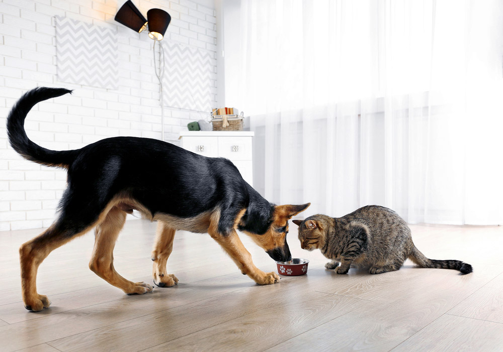 Cachorro Pode Comer Ração de Gato?