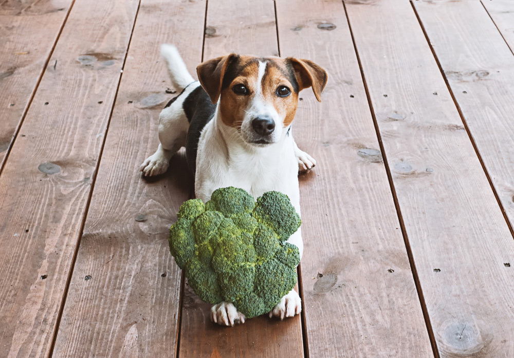 Brócolis para Cachorro