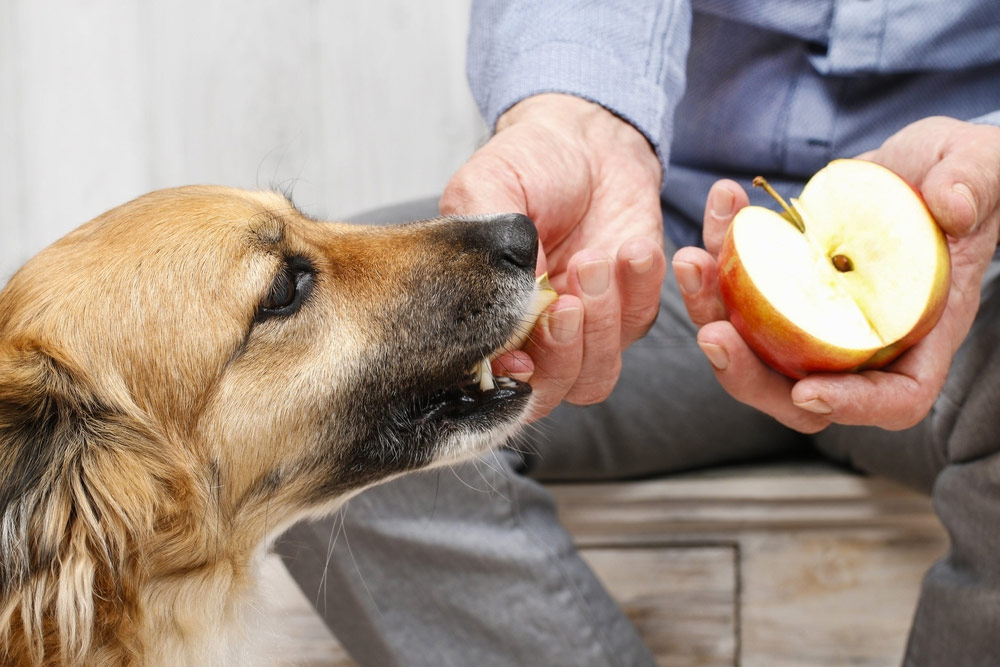 Cachorro Pode Comer Maçã?