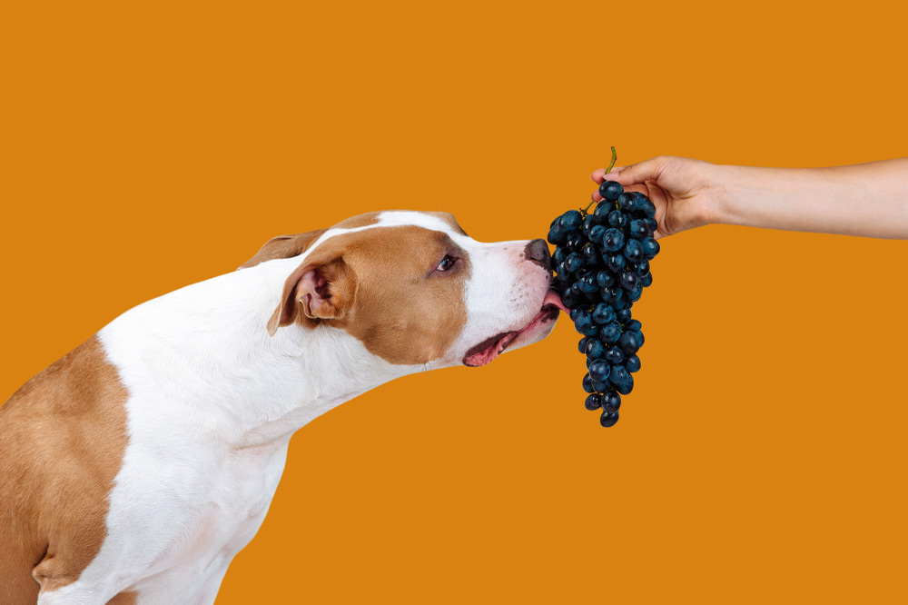 Cachorro Pode Comer Uva?