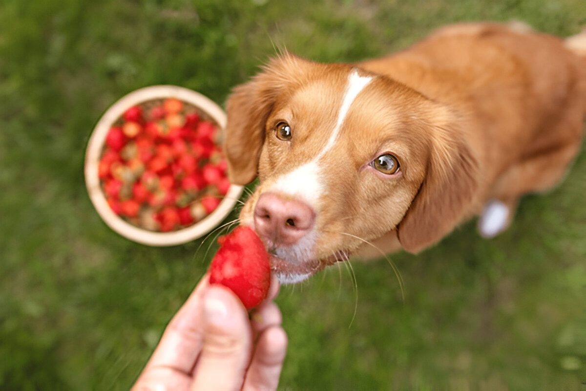 Dando Morango Para Cachorro