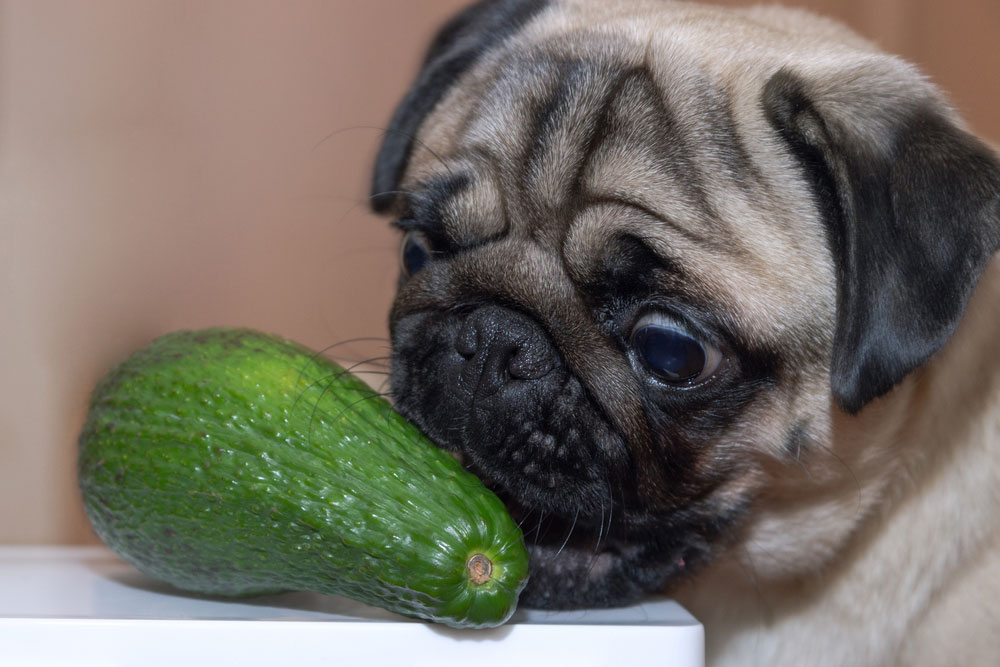 Cachorro Pode Comer Abacate?