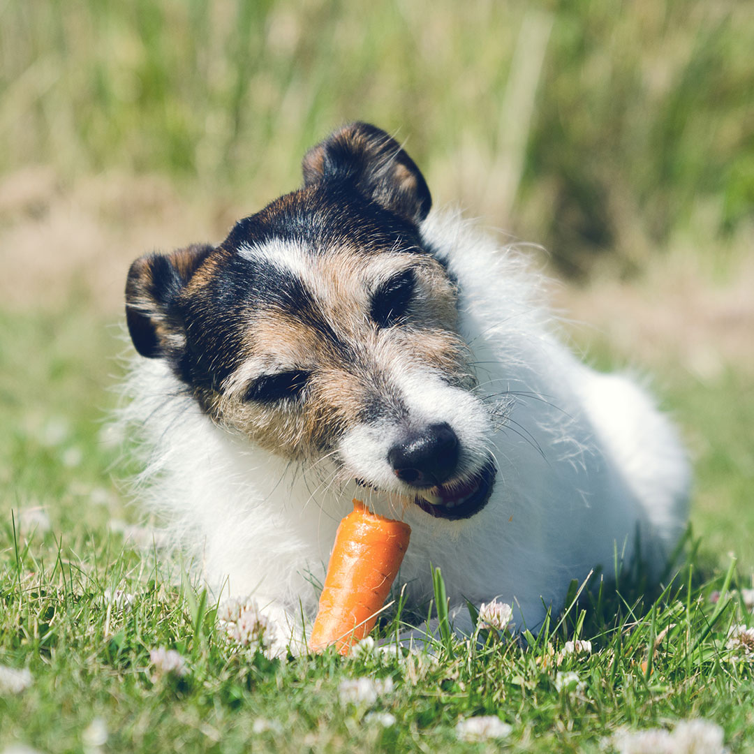 Cachorro Pode Comer Cenoura