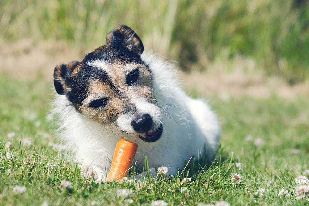 Cachorro Pode Comer Cenoura