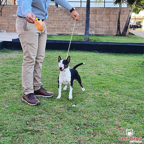 Andy Bull Terrier Miniatura Fêmea 01
