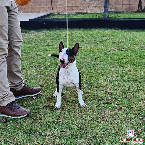 Andy Bull Terrier Miniatura Fêmea 02