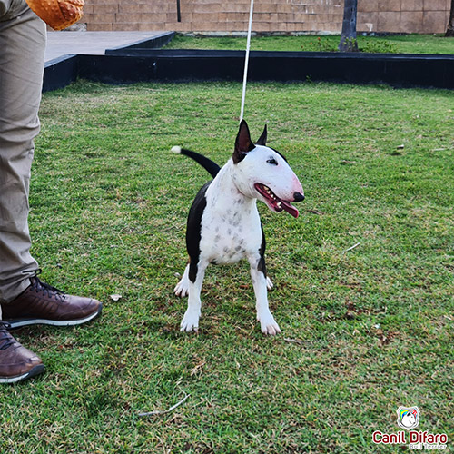 Andy Bull Terrier Miniatura Fêmea 03