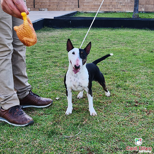 Andy Bull Terrier Miniatura Fêmea 04