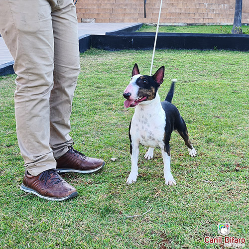 Andy Bull Terrier Miniatura Fêmea 06
