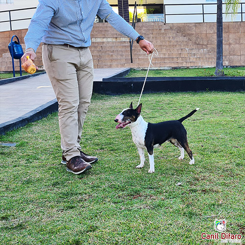 Andy Bull Terrier Miniatura Fêmea 09