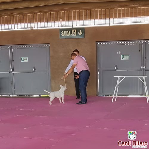 Bull Terrier Miniatura Macho Rush 5