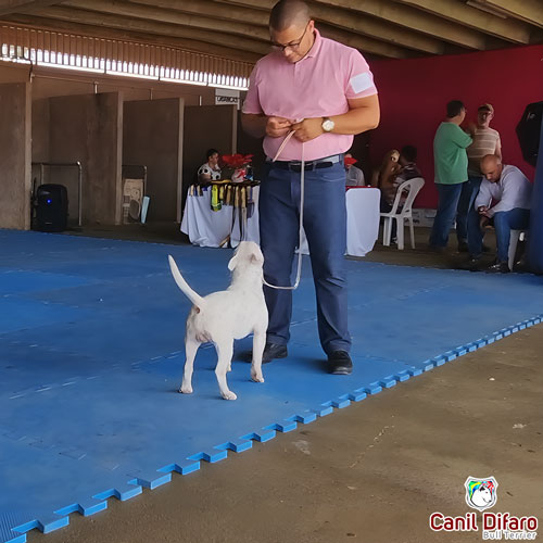 Bull Terrier Miniatura Macho Rush 6