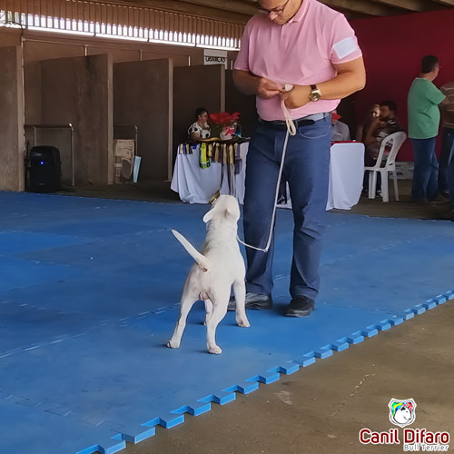 Bull Terrier Miniatura Macho Rush 7