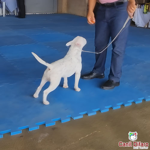 Bull Terrier Miniatura Macho Rush 8