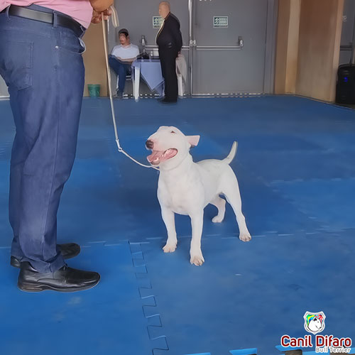 Bull Terrier Miniatura Macho Rush 9