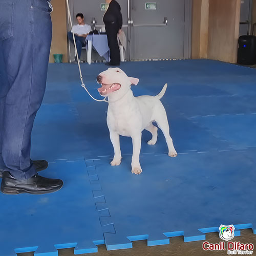 Bull Terrier Miniatura Macho Rush 10