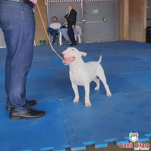Bull Terrier Miniatura Macho Rush 11