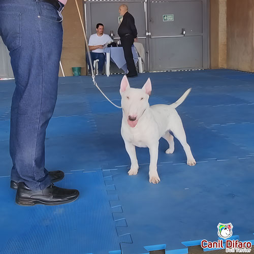 Bull Terrier Miniatura Macho Rush 12