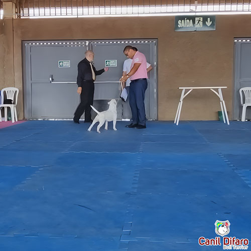 Bull Terrier Miniatura Macho Rush 14