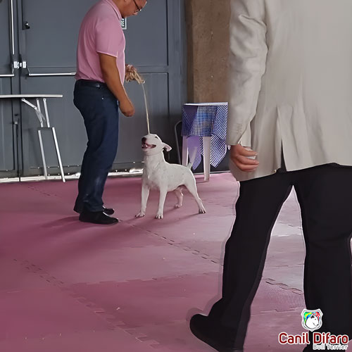 Bull Terrier Miniatura Macho Rush 19