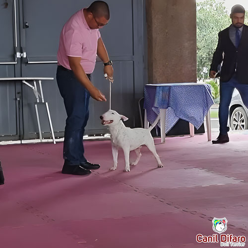Bull Terrier Miniatura Macho Rush 20