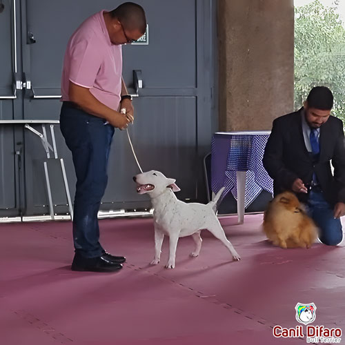 Bull Terrier Miniatura Macho Rush 21