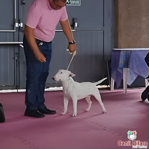 Bull Terrier Miniatura Macho Rush 22