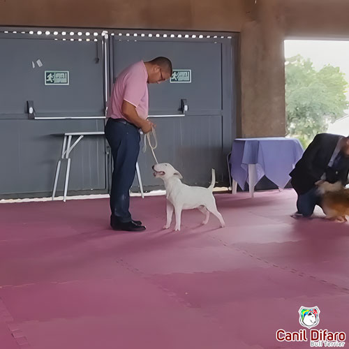Bull Terrier Miniatura Macho Rush 24