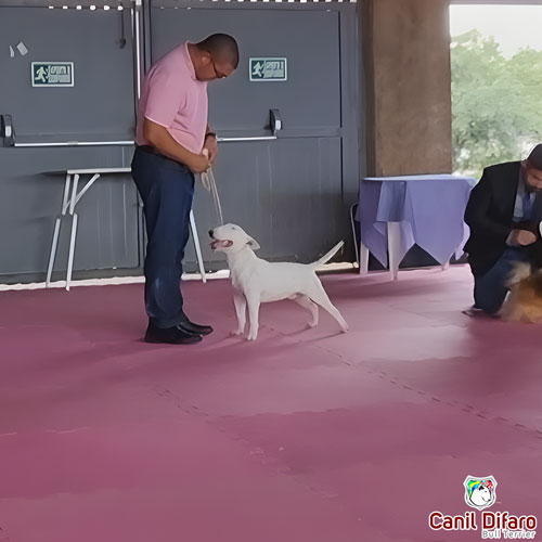 Bull Terrier Miniatura Macho Rush 25
