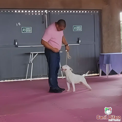 Bull Terrier Miniatura Macho Rush 26
