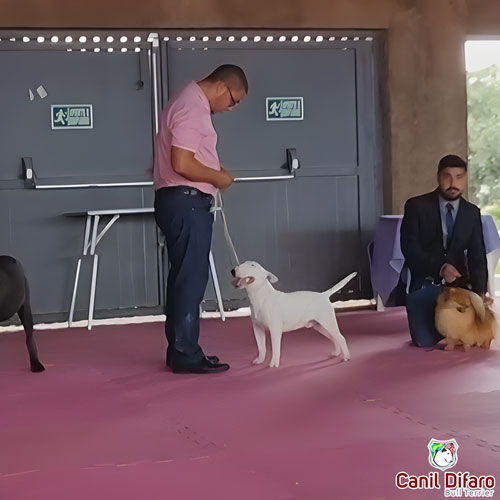Bull Terrier Miniatura Macho Rush 28