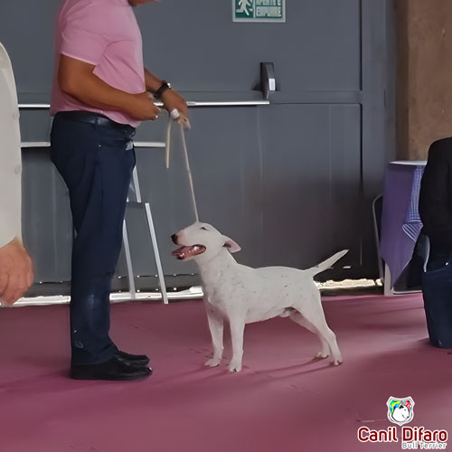 Bull Terrier Miniatura Macho Rush 29