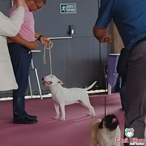 Bull Terrier Miniatura Macho Rush 30