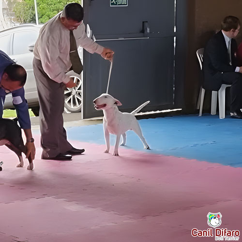 Bull Terrier Miniatura Macho Rush 32