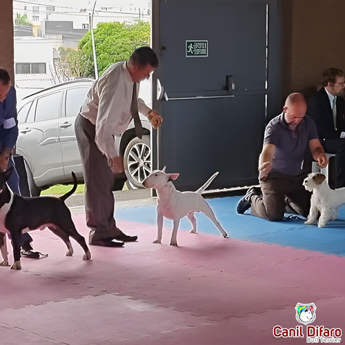 Bull Terrier Miniatura Macho Rush 33