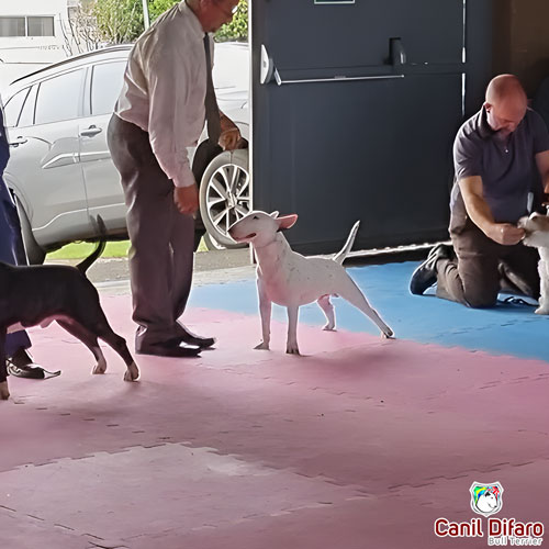 Bull Terrier Miniatura Macho Rush 34