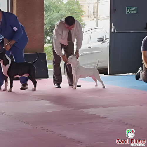 Bull Terrier Miniatura Macho Rush 35