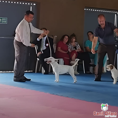 Bull Terrier Miniatura Macho Rush 36