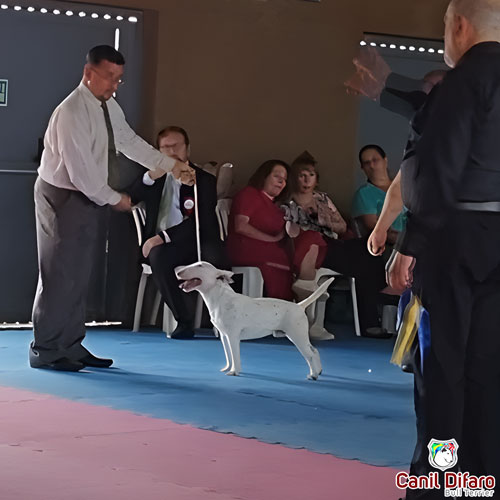 Bull Terrier Miniatura Macho Rush 37
