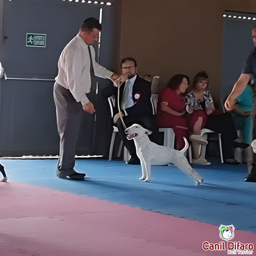 Bull Terrier Miniatura Macho Rush 38