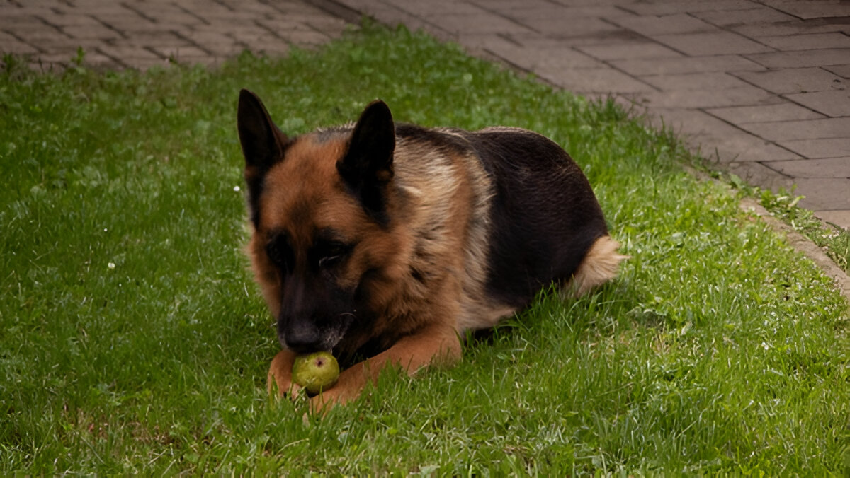 Cachorro Comendo Pêra