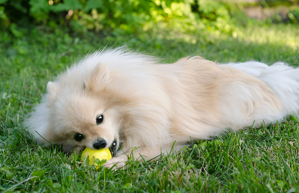 Cachorro Pode Comer Pêra?