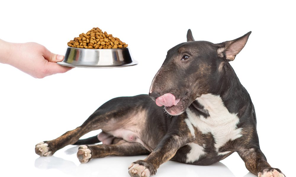 Alimentação Canina